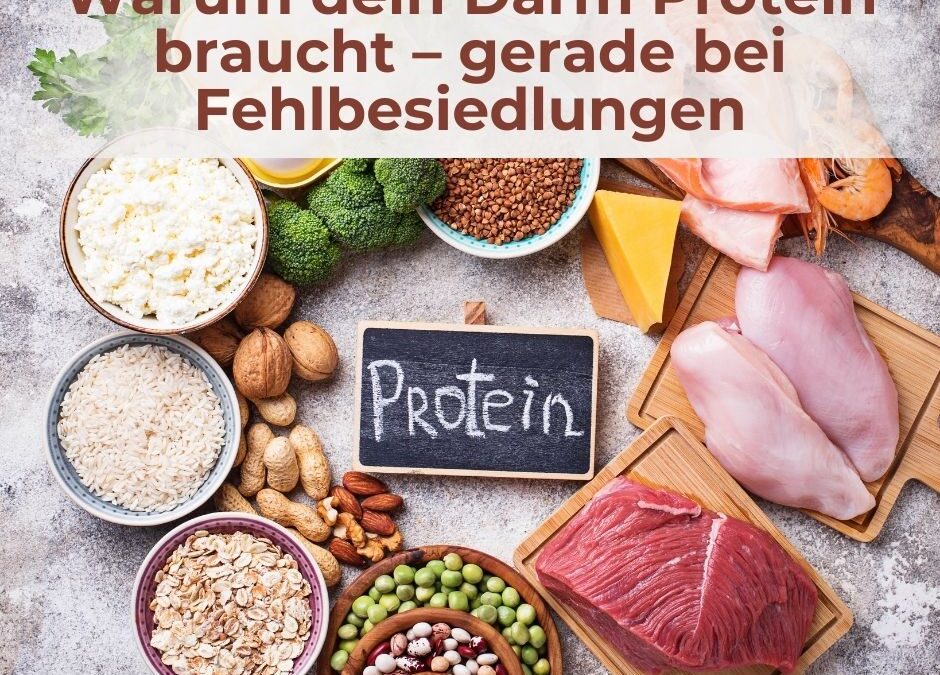 Warum dein Darm Protein braucht – gerade bei Fehlbesiedlungen