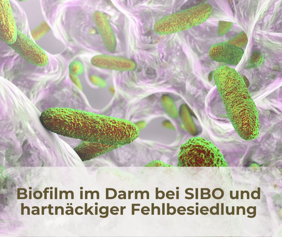 Biofilm im Darm: Rolle bei SIBO und hartnäckiger Fehlbesiedlung